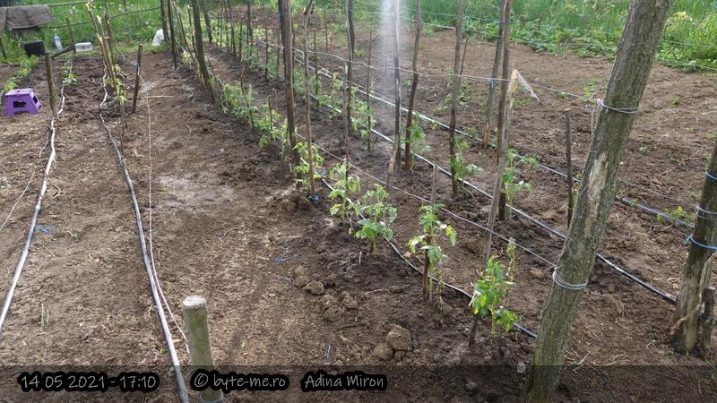 Rasaduri cumparate din piata si din sat